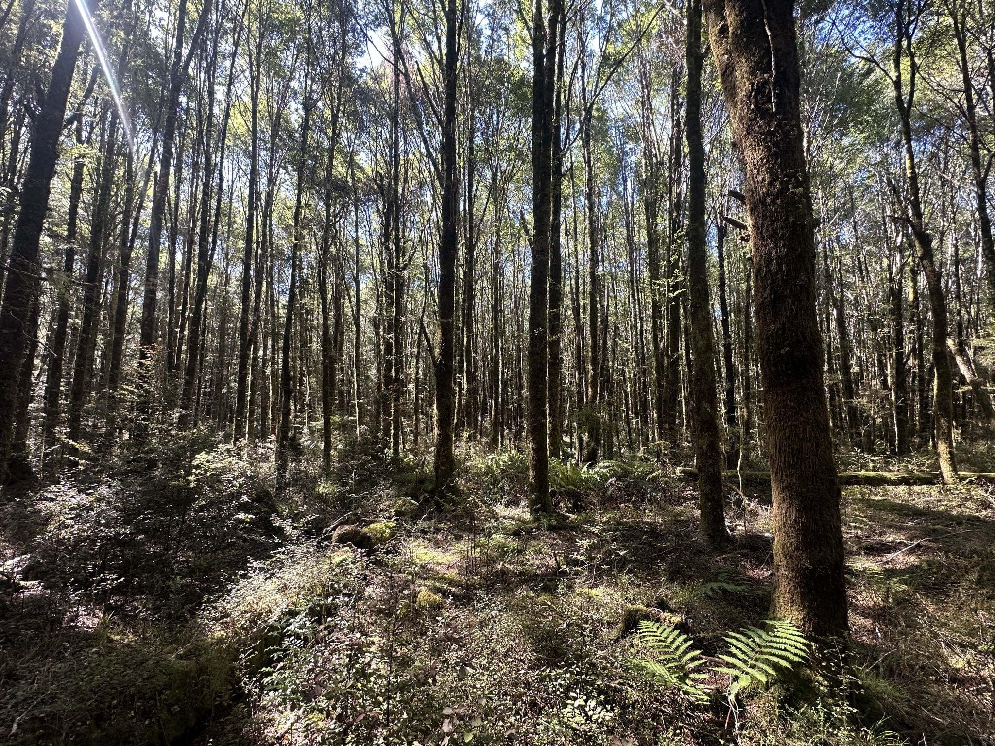 West Coast Beech Decking