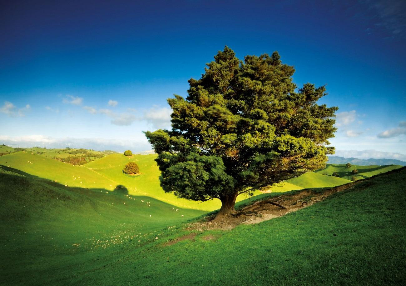 Northland Tōtara Panels