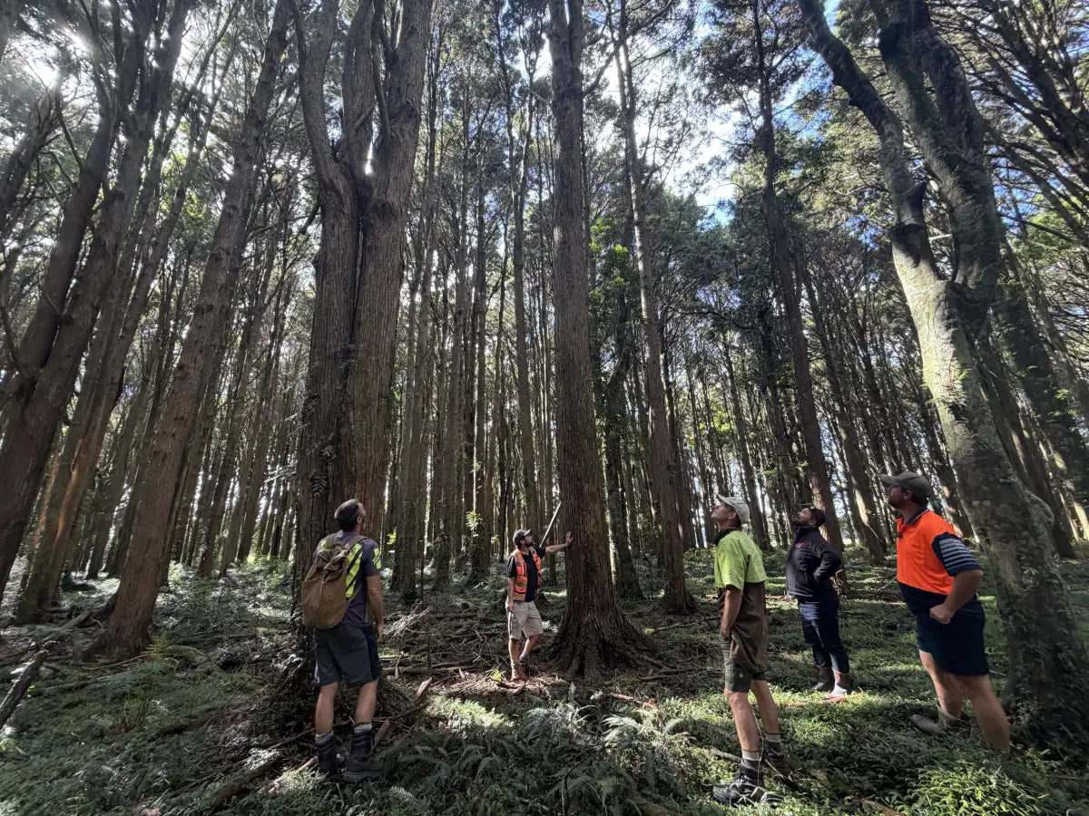 Five people standing among tall tōtara trunks in a regenerating stand, looking up into the canopy.