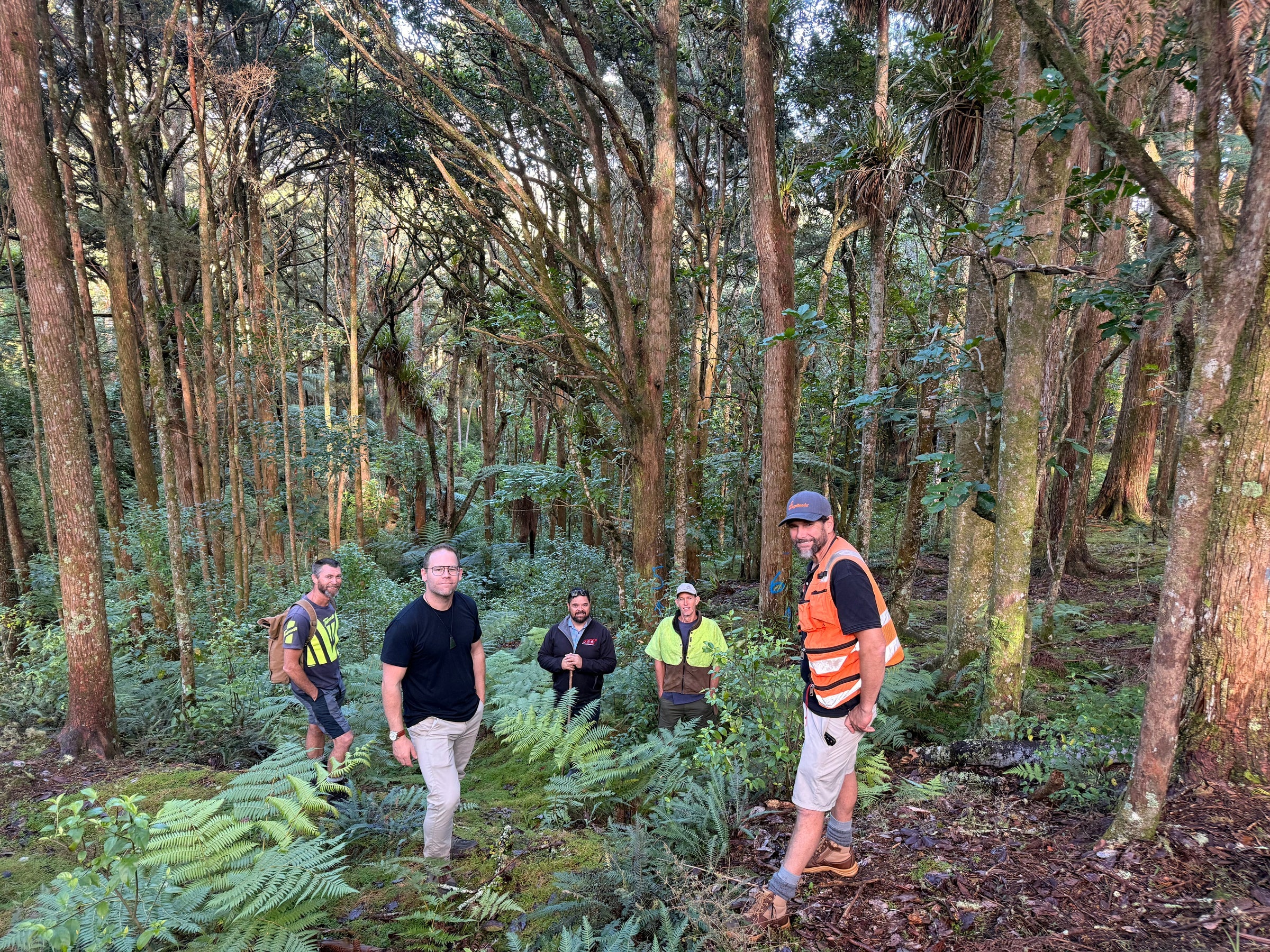 Innate and the Northland tōtara supply-chain team in regenerating tōtara forest at Tapuaetahi