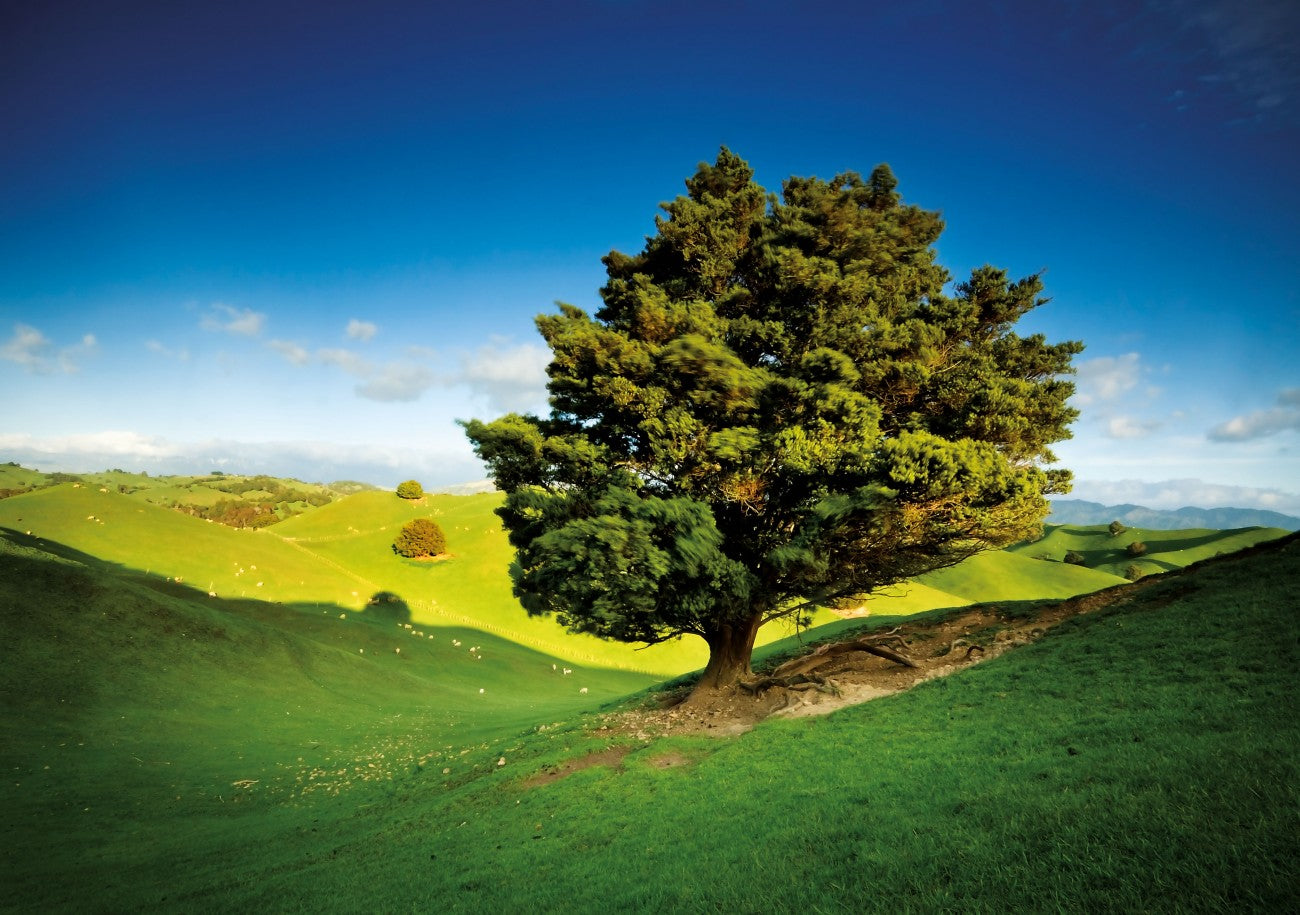 Northland Tōtara Panels