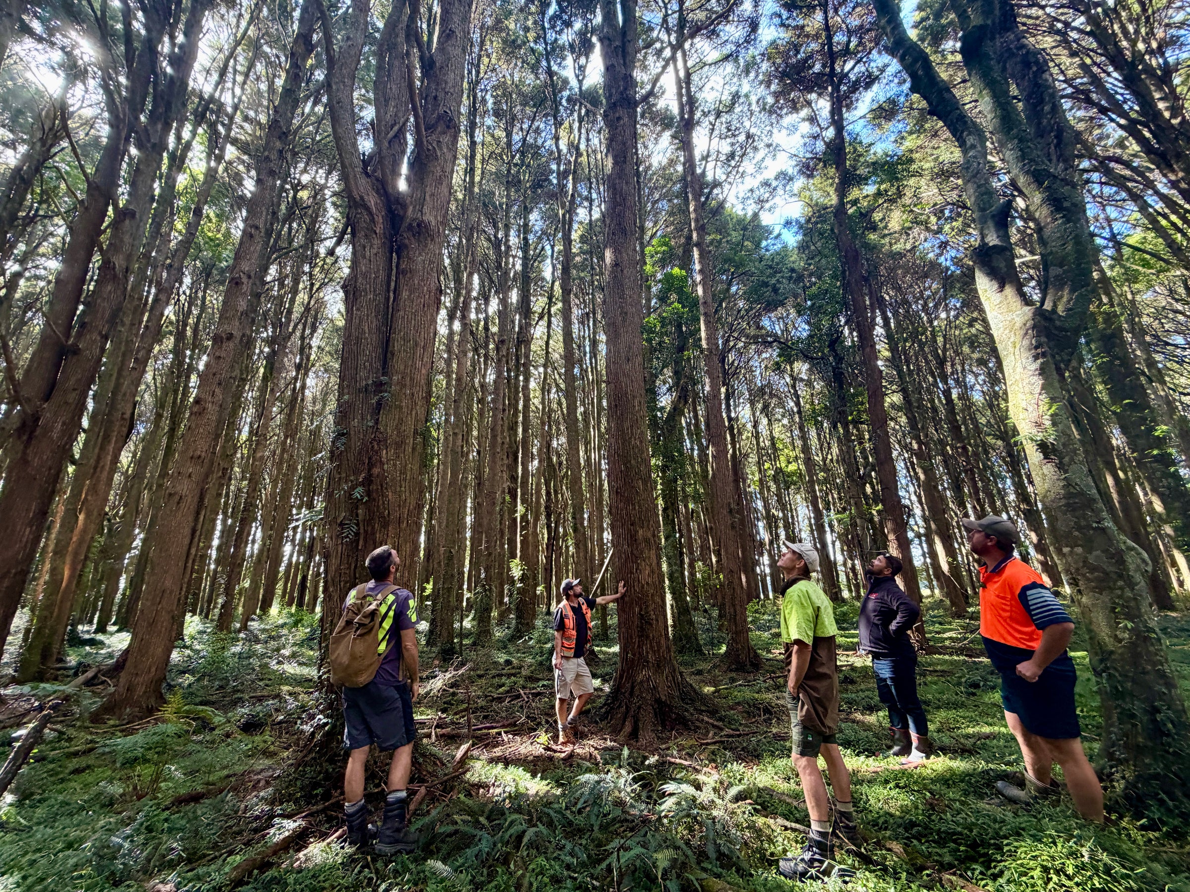 The Innate team and forestry crew under the canopy of regenerated Northland tōtara, discussing a tree.