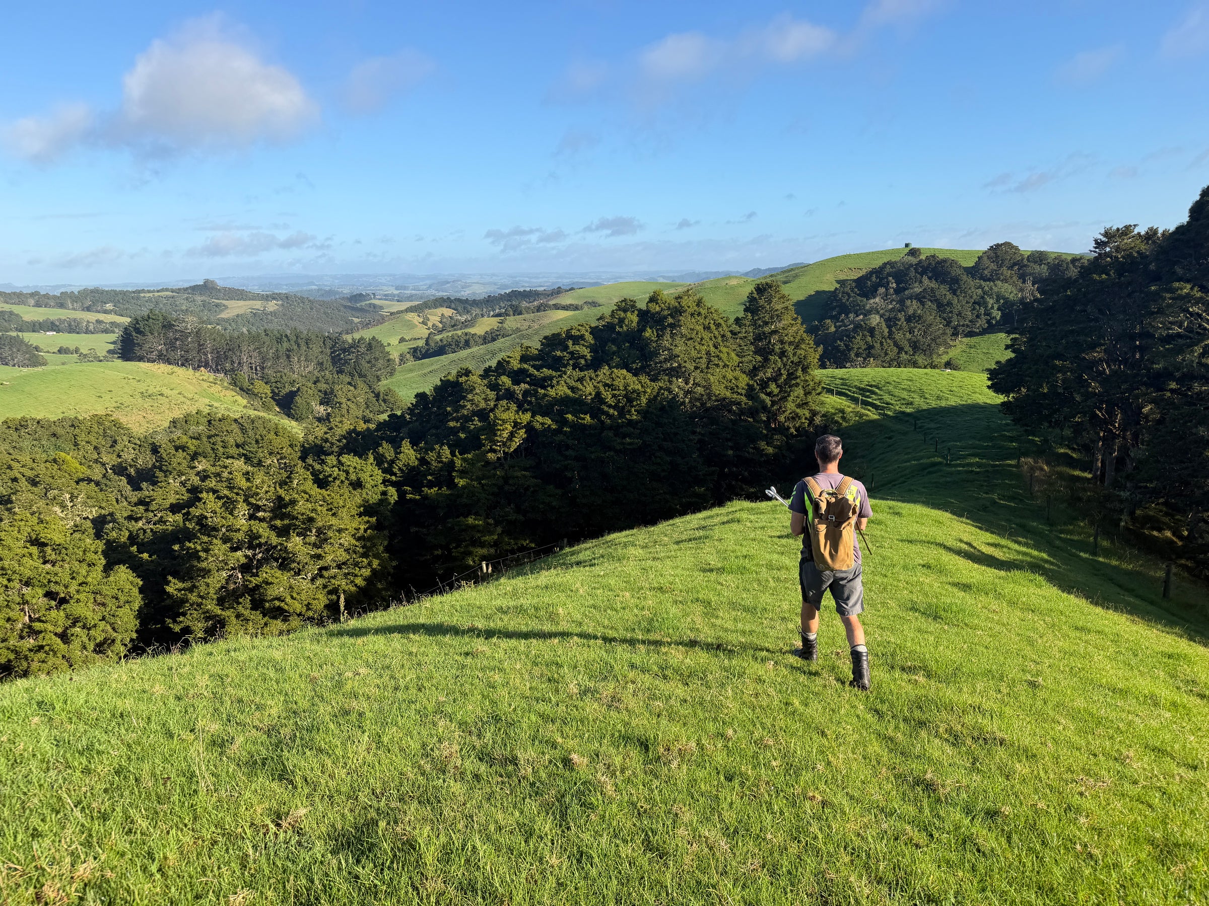 A single figure walking up a regenerating tōtara stand on a Northland hill slope.